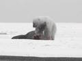Walrus vs Polar Bear vs Bear