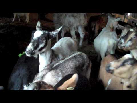 2009 Beekman Holiday Video Card from the Goats