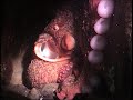 octopus hole 11-22-08  WOLF EEL, LINGCOD VS. OCTOPUS