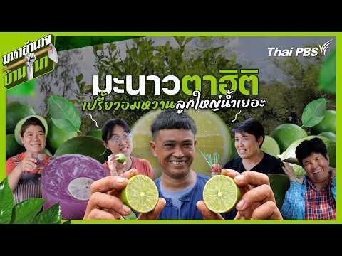 มะนาวตาฮิติ เปรี้ยวอมหวาน ลูกใหญ่น้ำเยอะ | มหาอำนาจบ้านนา