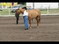 County Fair 2008
