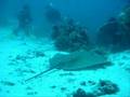 Footage from steve irwin's death