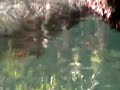 Manatee Munching on Cabbage Palm.MOD