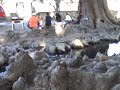 Balneario los Ahuehuetes en San Miguel Ayotla, Xochiltepec. Balneario los Ahuehuetes en San Miguel Ayotla, Xochiltepec.