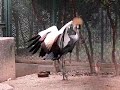 Grey crowned crane\ Grey crowned crane\