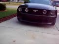 signal tint mustang signal tint mustang
