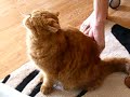 roflcat