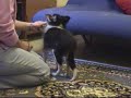 Bueno, hemos querido hacer un pequeño resumen con algunas de las habilidades que hemos enseñado en estos primeros meses a 