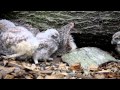 Fluffy Owl chicks hand-reared by Scottish Owl Centre