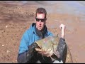 Catfish Meerval Spain Ebro Silurus