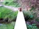 Chocolate walks the plank
