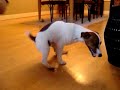 Milo - Jack Rusell Terrier - humping Daisy Milo - Jack Rusell Terrier - humping Daisy