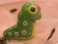 My Pet Spider...for a day...