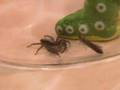 My Pet Spider...for a day...