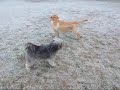 Wika i Cardo, kilka chwil po powitaniu