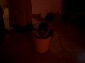 Gavin In Bucket