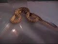 kingsnake devours pinky