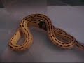 kingsnake devours pinky