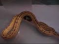 kingsnake devours pinky