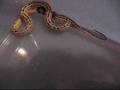 Kingsnake-devours-Pi