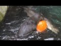 Otters Trick or Treat