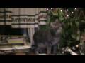 videos de Cat Mania