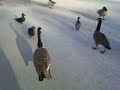 Fat Goose