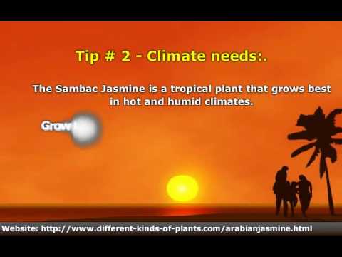 how to fertilize arabian jasmine