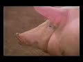 Incubadora de Agronegócios da SNA