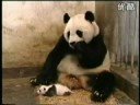 panda 熊猫
