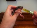 Nursing, feeding baby squirrel, wildlife rehabilitation