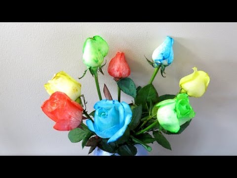 how to dye roses blue