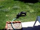  dogs pets dauschund funny