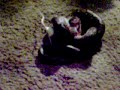 Feeding my new reticulated python Part 2 Feeding my new reticulated python Part 2