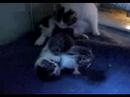 Kattungar
