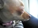 howling-chihuahua.html
