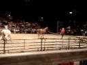 Parelli Natural Horsemanship NEC UK 2008