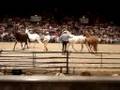 Parelli Natural Horsemanship NEC UK 2008