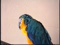 Goldie laughing