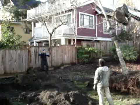 how to transplant red maple tree