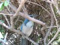 Scrub Jay Sings!