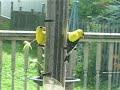 Two Male American Goldfinches