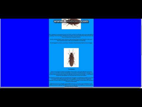 how to treat borer nz