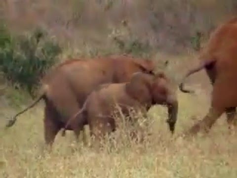 www.YouTubeBooster.net - My very first video! Baby elephant gets a whiff of a big cat's whiskers, and sets off quite an uproar!