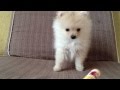 赤ちゃんポメラニアン Pomeranian baby