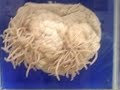 あんなに一緒だったのにby寄生虫