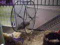Bubblz and some serious gerbil talent! Bubblz and some serious gerbil talent!