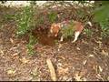 Daedalus hunting for chipmunks