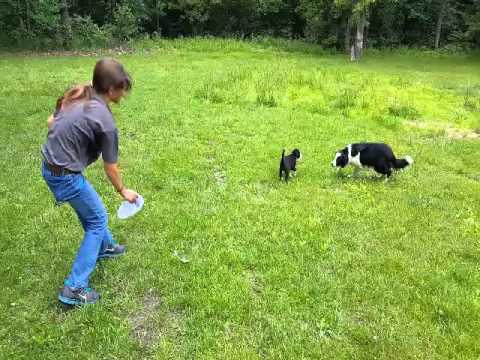 Rileys mother Cozy catching frisbee