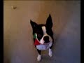 Oliver sings a Christmas Tune